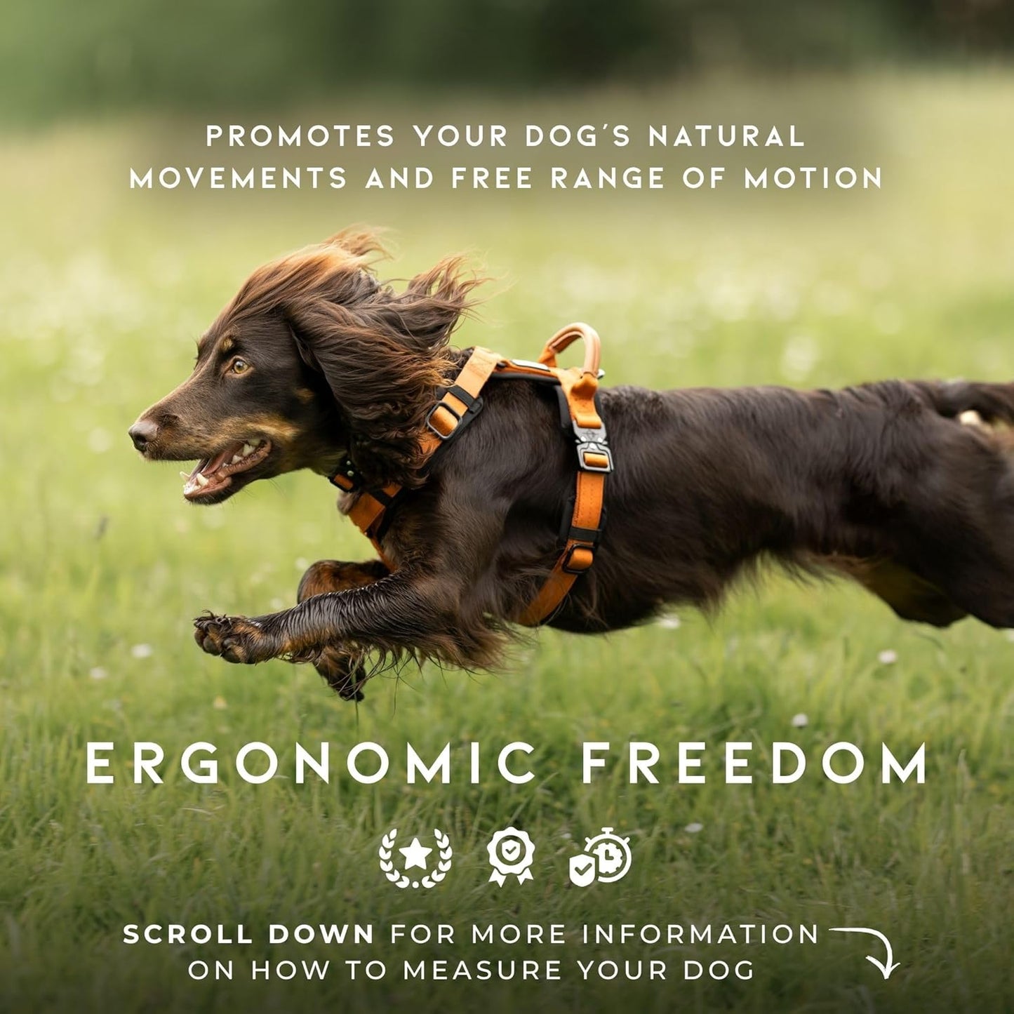 MADE TO ROAM Premium Explorer Harness - Y-Shaped Dog Harness with Adjustable Durable Nylon, Soft Padding, Metal Buckles and Leather Handle for Small, Medium, Large Dogs (Arizona Heartbeat, Size 4)