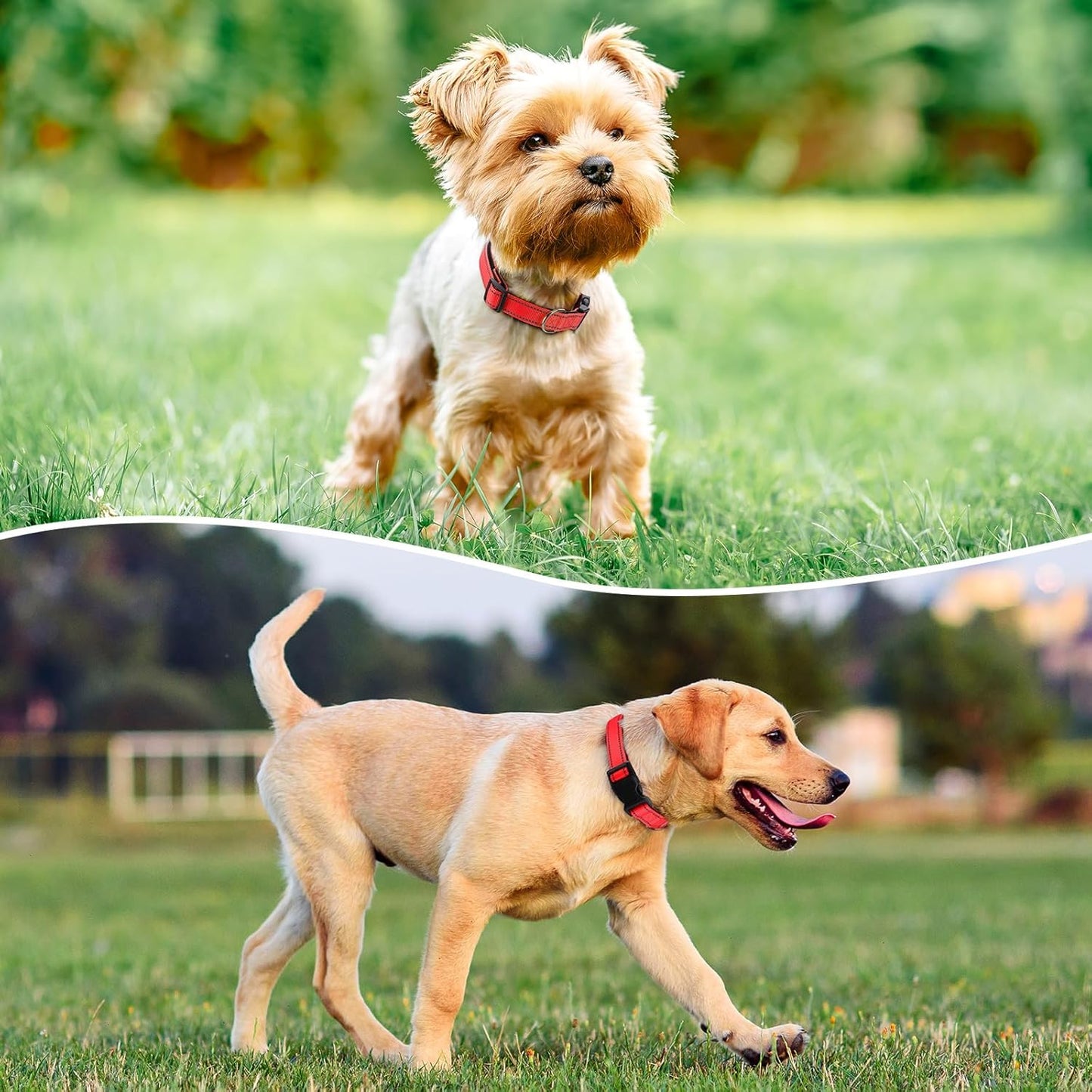 Reflective Dog Collar Padded with Soft Neoprene Breathable Quick Release Basic Dog Collars for Puppy Small Dogs Red Girl Boy