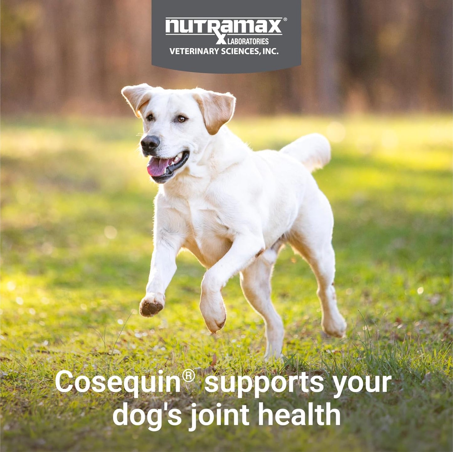 Nutramax Cosequin Maximum Strength Joint Health Supplement for Dogs - With Glucosamine, Chondroitin, and MSM, 60 Chewable Tablets