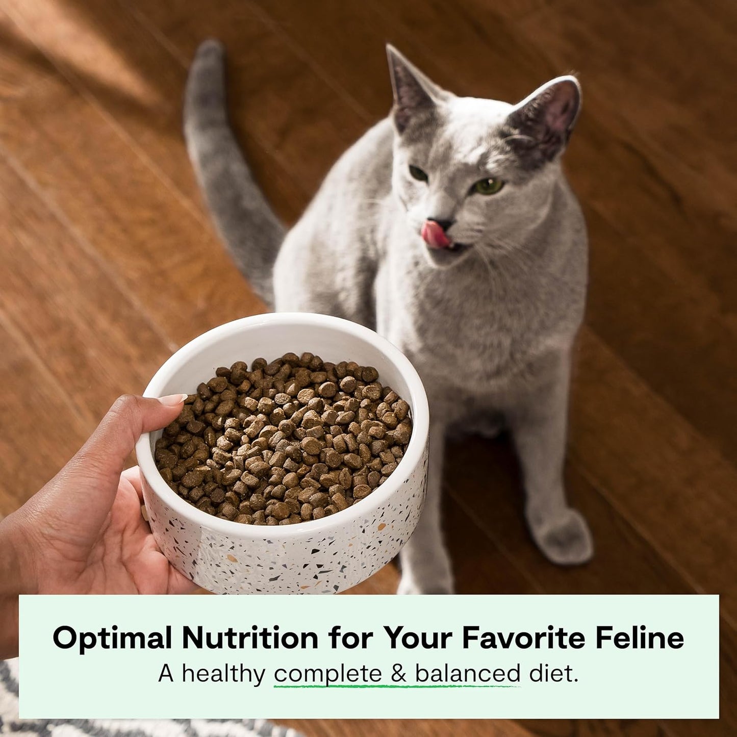 Open Farm Catch-of-The-Season Whitefish Grain-Free Dry Cat Food, Wild-Caught Fish Recipe with Non-GMO Superfoods and No Artificial Flavors or Preservatives, 8 lbs