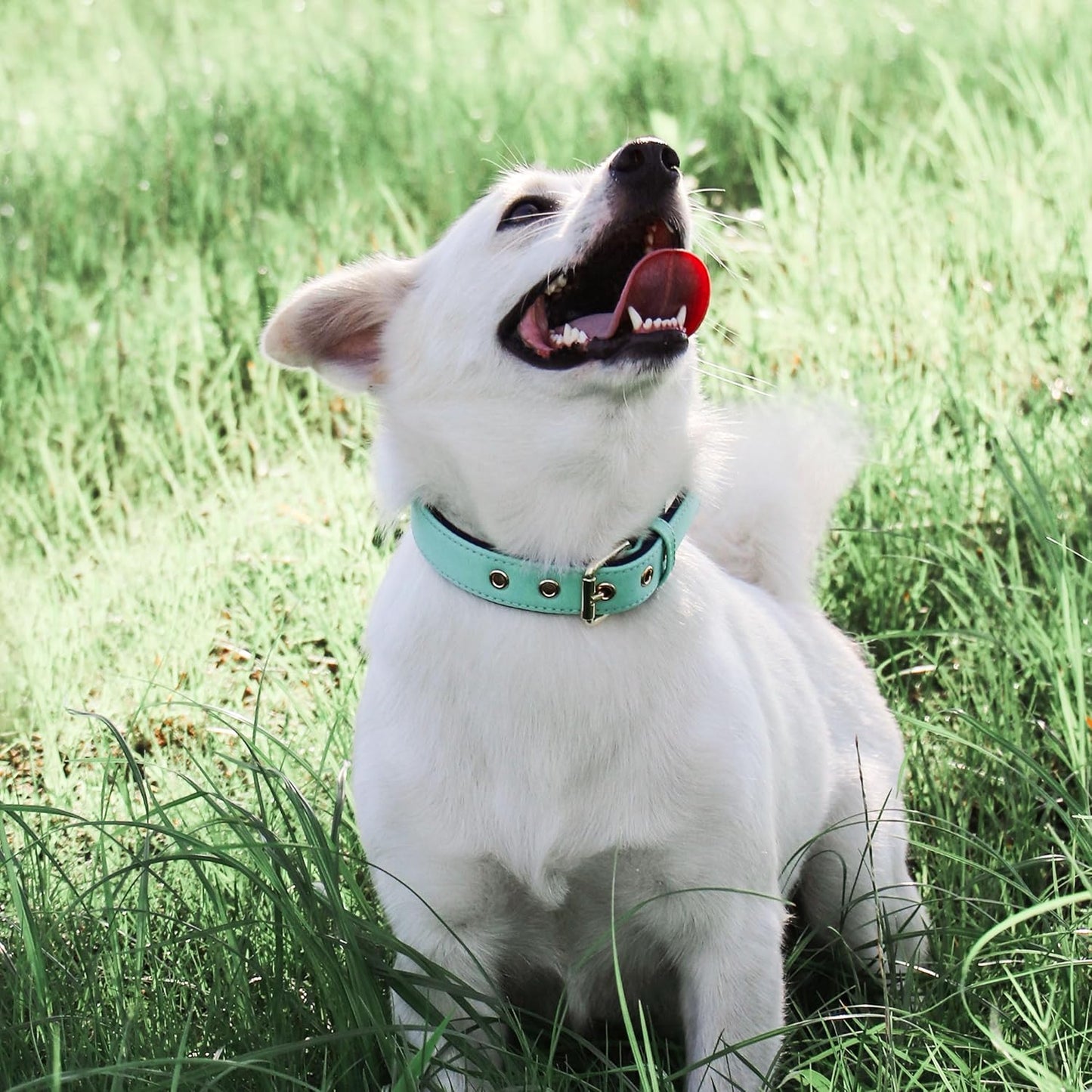 Didog Soft Padded Dog Collars for Small Dogs, Lightweight and Breathable Dog Collar with Metal Buckle for Puppy, Green, S