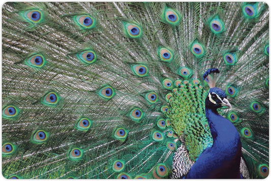 Lunarable Peacock Pet Mat for Food and Water, Peacock Displaying Elongated Majestic Feathers Open Wings Picture, Non-Slip Rubber Mat for Dogs and Cats, 18" X 12", Brown Navy