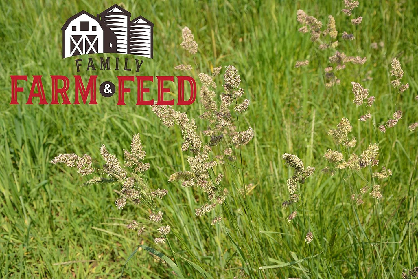 | Alfalfa Hay Food | Small Pet | Young and Adult | Cubes | 4 Pounds